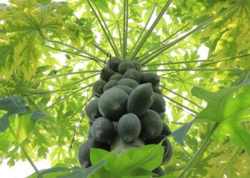La papaya da frutos entre los nueve y doce meses