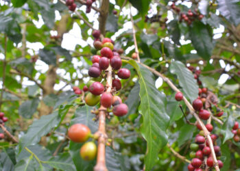 La roya, enemigo del cafetal