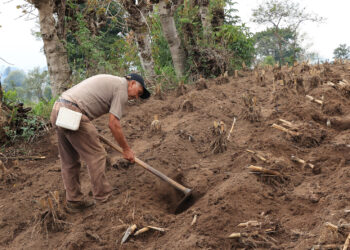 La siembra del maíz