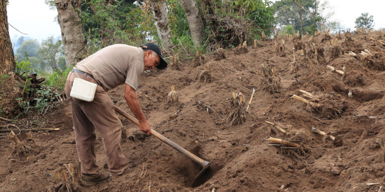 La siembra del maíz