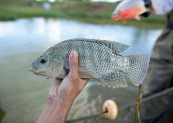 La tilapia es una fuente de proteínas