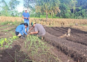 Levantan cosecha y entregan pilones para nueva siembra