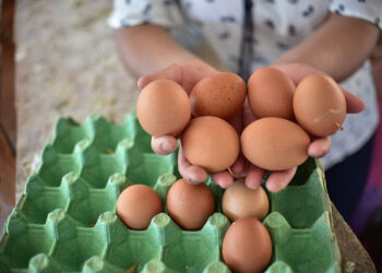 Licencias para la manipulación de huevos