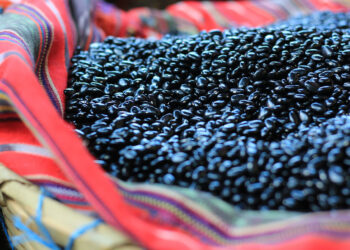 Los beneficios del frijol que gozan los guatemaltecos