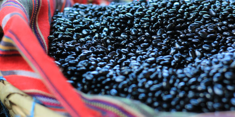 Los beneficios del frijol que gozan los guatemaltecos