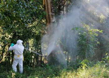 Múltiples acciones han permitido control efectivo de la langosta voladora en Jutiapa