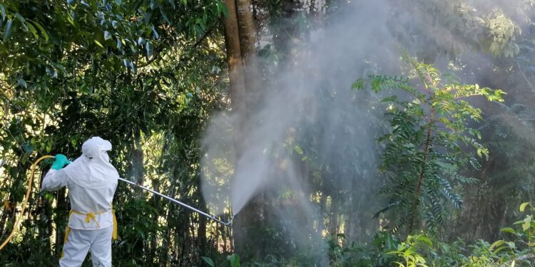 Múltiples acciones han permitido control efectivo de la langosta voladora en Jutiapa