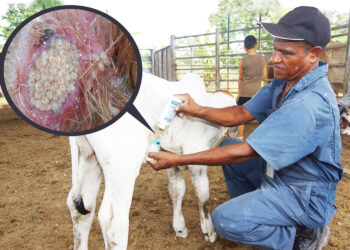 Notifique cualquier caso sospechoso de Gusano Barrenador del Ganado