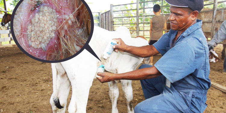 Notifique cualquier caso sospechoso de Gusano Barrenador del Ganado