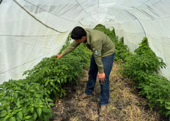 Ofrecen asistencia técnica en parcela demostrativa en la Aldea Blanca