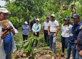 Proceso para la plantación de musáceas (banano y plátano)