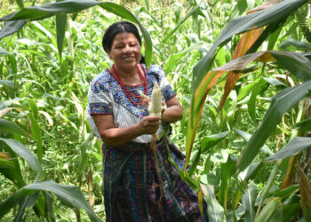 Producción agrícola en San Miguel Chicaj es respaldada por Seguro Agropecuario