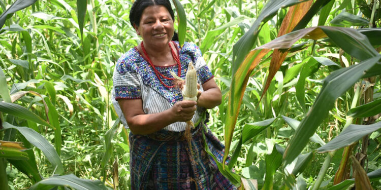Producción agrícola en San Miguel Chicaj es respaldada por Seguro Agropecuario
