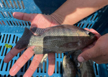 Producción de alevines