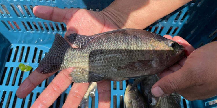 Producción de alevines