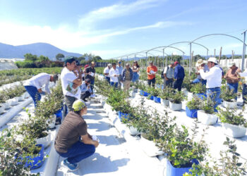 Promueven cultivo de arándano en Santa Rosa