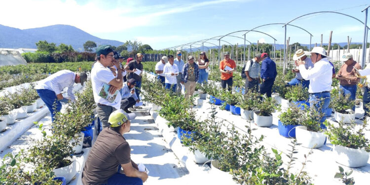 Promueven cultivo de arándano en Santa Rosa