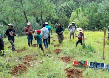 Protegerán cuencas hidrográficas de Quiché con plantas forestales