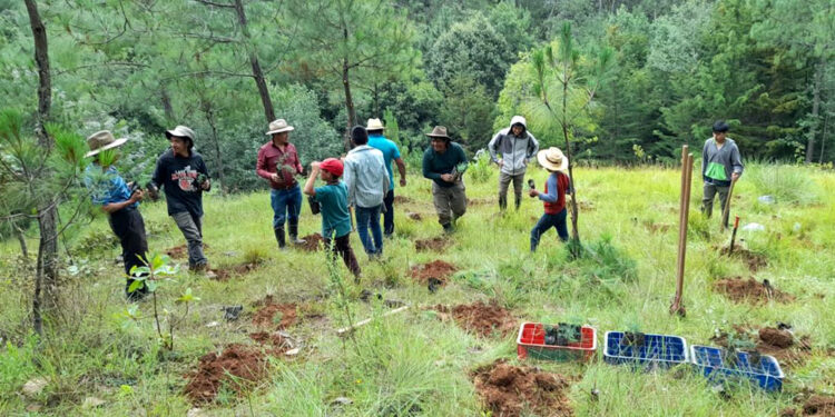 Protegerán cuencas hidrográficas de Quiché con plantas forestales