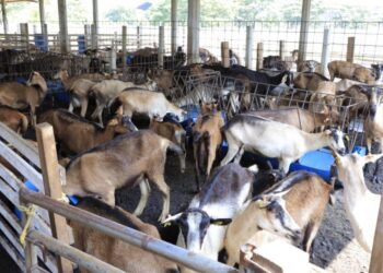 Recomendaciones para el cuidado de animales de granja en época de lluvias