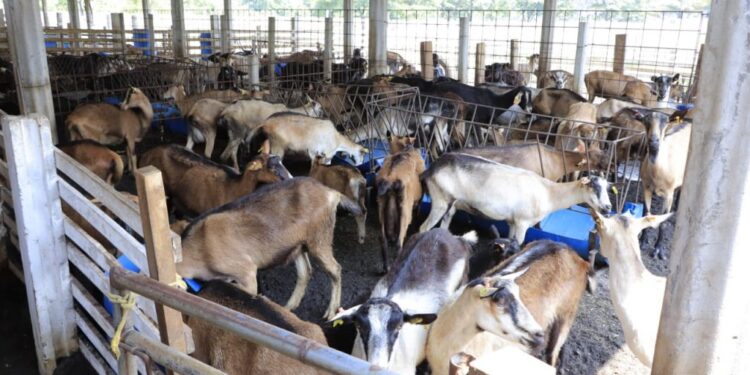 Recomendaciones para el cuidado de animales de granja en época de lluvias