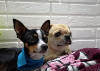 Resguarde a sus mascotas durante los días lluviosos, especialmente en los paseos