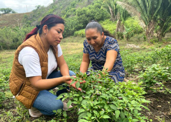Se brinda asistencia técnica a productores de Poptún