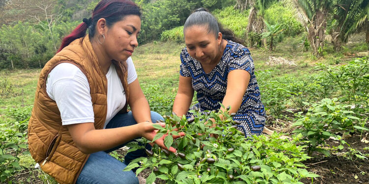 Se brinda asistencia técnica a productores de Poptún