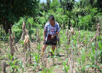 Seguro Agropecuario respalda cultivos de maíz en Suchitepéquez