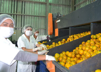 Un cítrico dulce rico en vitamina C
