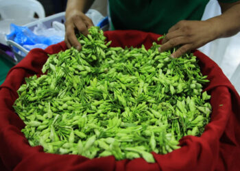 Una planta trepadora rica en vitamina C