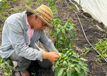 Verifican parcelas de cultivo de chile pimiento y cobanero