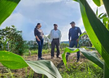 Verifican progreso de parcela de semilla de maíz mejorada