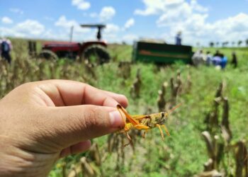 Acciones oportunas permiten mantener control de langosta voladora en el país