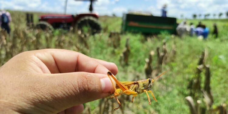 Acciones oportunas permiten mantener control de langosta voladora en el país