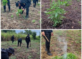 Erradicaciones de plantaciones ilícitas supera los Q16.9 millones