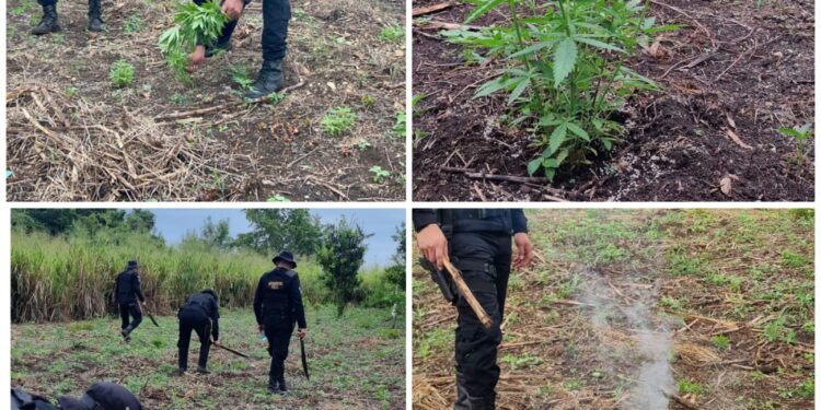 Erradicaciones de plantaciones ilícitas supera los Q16.9 millones