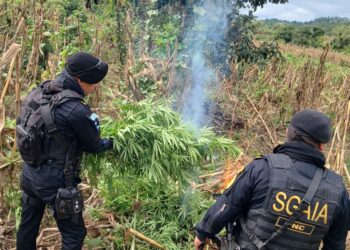 Erradican plantaciones de mariguana valuadas en Q11 millones