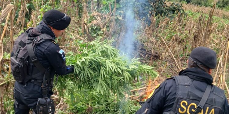 Erradican plantaciones de mariguana valuadas en Q11 millones