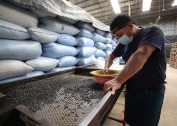 MINECO amplia contingentes por desabasto de maíz blanco y de frijol negro para mantener abastecido el mercado nacional