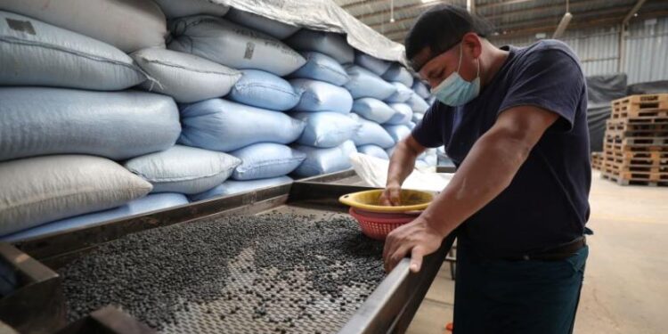 MINECO amplia contingentes por desabasto de maíz blanco y de frijol negro para mantener abastecido el mercado nacional