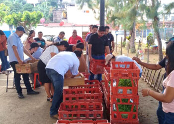 Alrededor de 1.8 millones de plántulas de hortalizas distribuidas en todo el país