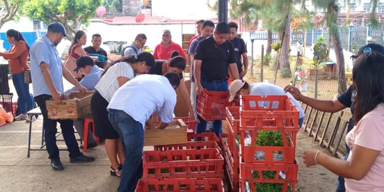 Alrededor de 1.8 millones de plántulas de hortalizas distribuidas en todo el país
