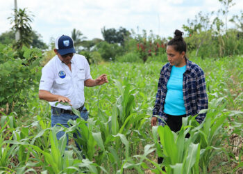 Estos son los requisitos para ser beneficiario del Seguro Agropecuario