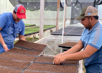 Continúa la siembra de chile Cobán en el centro de producción de Poptún