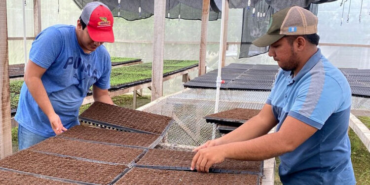 Continúa la siembra de chile Cobán en el centro de producción de Poptún
