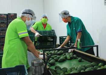 Acciones claves a realizar tras admisibilidad del aguacate Hass guatemalteco por EE.UU.