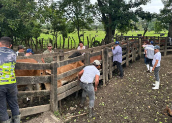 Acciones interinstitucionales optimizan controles para prevenir el Gusano Barrenador del Ganado