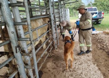 Actuar y detectar: acciones clave a un mes del primer caso de Gusano Barrenador del Ganado