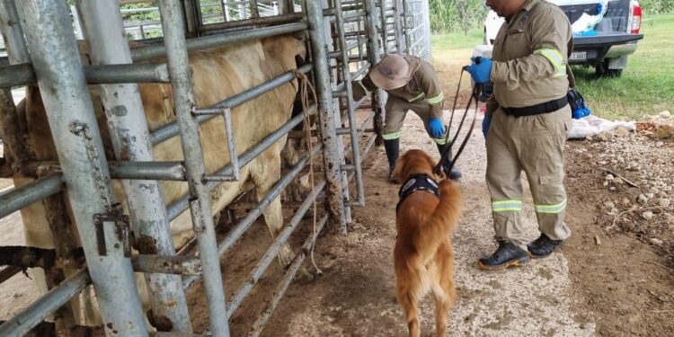 Actuar y detectar: acciones clave a un mes del primer caso de Gusano Barrenador del Ganado